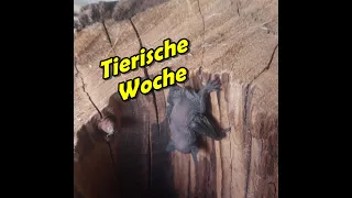 Tierische Woche | Fledermaus zusammenführung | Grüner Wolf Kanal