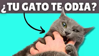 10 señales de que tu gato TE ODIA