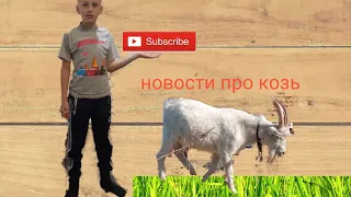 новости про коз