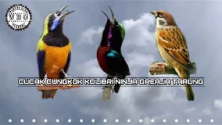 Masteran Best Kompilasi !!! Suara burung Cucak cungkok - Kolibri Ninja - Gereja tarung