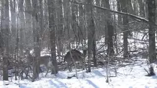 deer mating