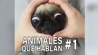 ANIMALES QUE HABLAN #1 🤣 CARLOS ROCA @carlosrocalocutor