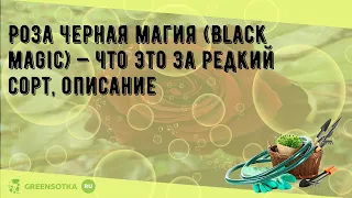 Роза Черная магия (Black magic) — что это за редкий сорт, описание