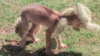 When a woman heard a plaintive howl, she immediately decided that she needed help!