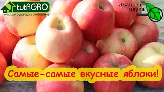 САМЫЕ ВКУСНЫЕ ЯБЛОКИ ОСЕННЕ-ЗИМНЕГО СРОКА СОЗРЕВАНИЯ. Всем рекомендую посадить хотя бы одно дерево.