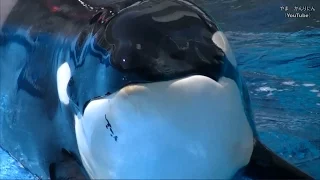 シャチのリンちゃん特集 / 名古屋港水族館