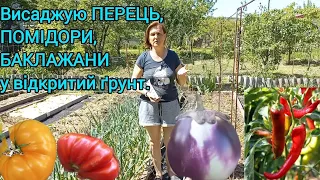 Мої секрети вирощування ПЕРЦЮ,ПОМІДОРІВ,БАКЛАЖАН🍅🫑#город#розсадаовочів#перець#помідори#баклажани#сад