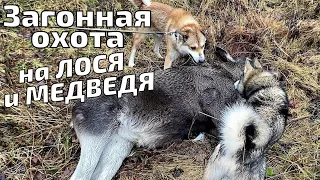 Загонная охота на ЛОСЯ и МЕДВЕДЯ! Зверь добыт в первом загоне!