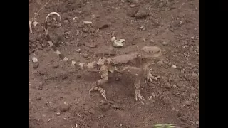 Gray Toad-headed Agama (Phrynocephalus scutellatus)