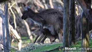 Joey Struggles To Get Back In Kangaroo Mums Pouch