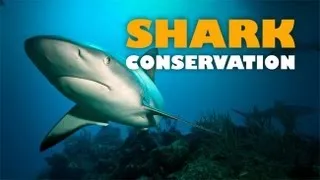 Shark Conservation: Safeguarding the Future of Our Ocean