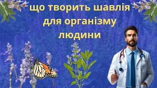 ЩО ТВОРИТЬ ШАВЛІЯ З ОРГАНІЗМОМ ЛЮДИНИ? КОРИСНІ ТА ЛІКУВАЛЬНІ ВЛАСТИВОСТІ ШАВЛІЇ.