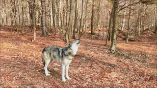 Timber Wolf Howl