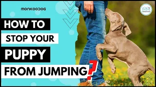 How to stop a dog from JUMPING on you in #3 simple Tricks. || Monkoodog