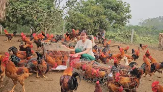 Chicken breeding.  Catch chickens to sell to traders.  (Episode 147).