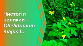 Чистотіл великий (Chelidonium majus L.) (Львів, Україна)