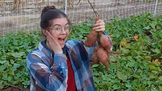 The best day of my life!! (first sweet potato harvest ever!!)