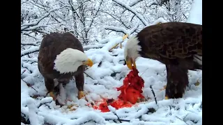 Big breakast for two at Decorah North. Explore.org 15 December 2022