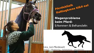 Teil 1: Magenprobleme beim Pferd: Erkennen & Behandeln. Pferdeklinik Kottingbrunn klärt auf.