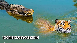 Moments When Big Cats Faces The Crocodiles