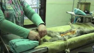 Vet Film Documentary