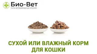 Сухой Или Влажный Корм Для Кошки & Можно ли Совмещать Корма Для Кошки. Ветклиника Био-Вет