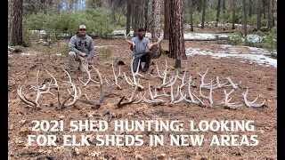 2021 Shed Hunting: Looking for Elk Sheds in New Areas.