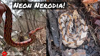 Finding Rattlesnakes and Neon Nerodia! Early Spring Snake Emergence in Georgia