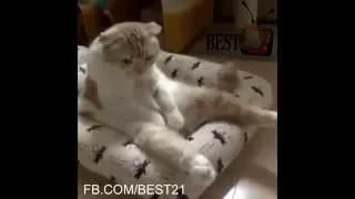 BEST FUNNY ANIMALS COMPILATION 2014 - 2015 NEW FULL HD - Funny video 2014 HD