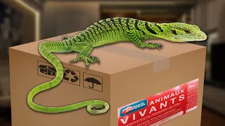 UNBOXING REPTILE VARANUS PRASINUS