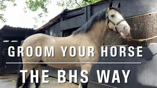 How to groom a horse for beginners | BHS grooms career pathway guide