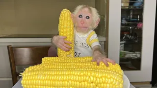 Harvest sweet corn! Monkey BiBi and Dad boiled sweet corn to eat!