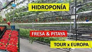 Increíble FRESA & PITAYA en HIDROPONIA - EUROPA Parte 2