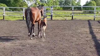 МАЛЕНЬКИЕ/ЖЕРЕБЯТА/1 НЕДЕЛЯ/