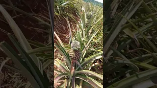 Pineapples Growing in Rural Kenya