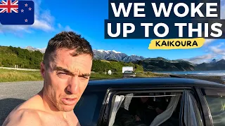 This Is What THEY DON'T TELL YOU About Kaikōura! Road Trip From Blenheim, New Zealand 🇳🇿