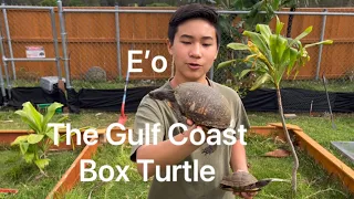 E’o The Gulf Coast Box Turtle