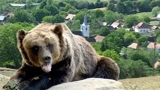 Bears Of Transylvania