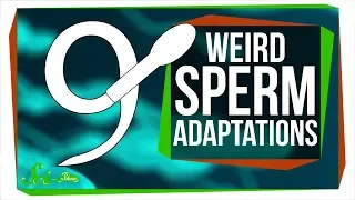 9 of the Weirdest Sperm Adaptations