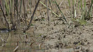 Grass snake attacks a frog / Cobra-de-água-de-colar ataca um sapo / Ringelnatter greift Frosch an