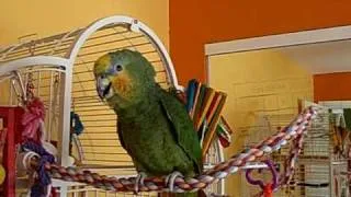 Orange-winged amazon parrot whistles