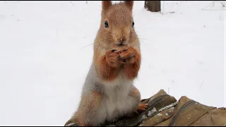 Белки. Подборка роликов за последнюю неделю / Squirrels. A selection of videos from the last week