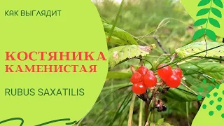 Костяника / Костяника каменистая / Rubus saxatilis