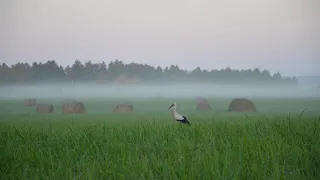 Mēness Brokastis - Mostamies