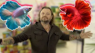 BETTA, O MEU PRIMEIRO PEIXE DE AQUÁRIO! | RICHARD RASMUSSEN