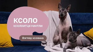 Ксолоитцкуинтли: все о породе, плюсы и минусы - шоу «Ожидание/реальность»