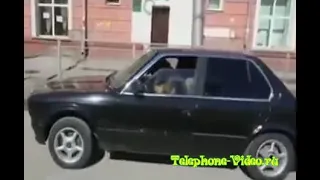 Собака за рулём