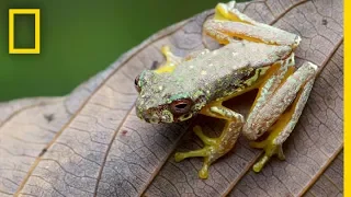 Capturing Endangered Frog’s Song | Short Film Showcase
