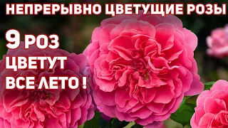 Непрерывно и щедро цветущие розы, 9 замечательных сортов. Без перерыва - все лето!