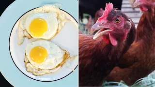 Do Eggs From Happy Chickens Taste Better?